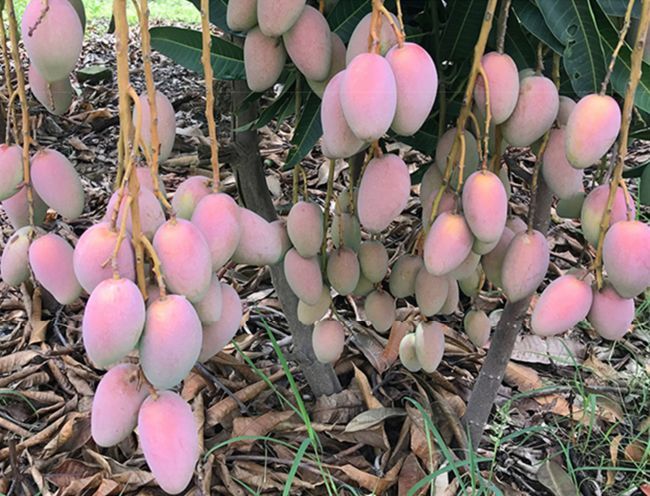 芒果基地